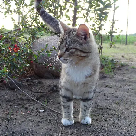 Dana Alloggio per agriturismo Debrzno