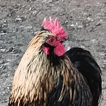 Farmház Dana Debrzno