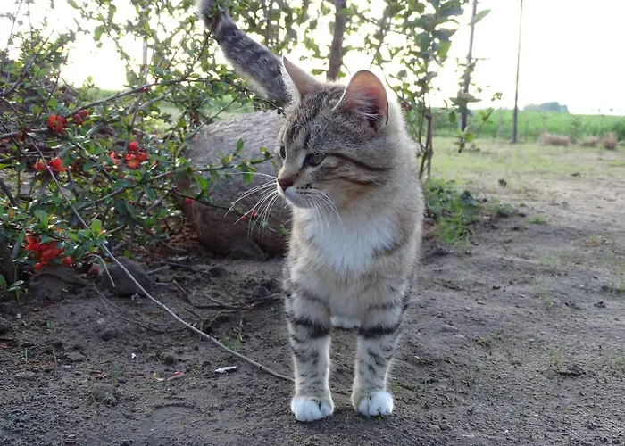Dana Séjour à la ferme Debrzno