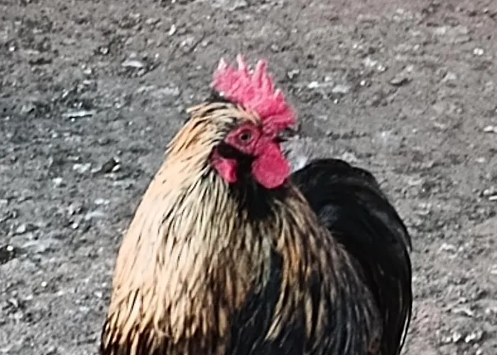 Séjour à la ferme Dana Debrzno